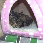 12310614_801921896596929_1818290304423941205_n