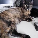 野良美ちゃん常盤１