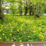 月寒のタンポポ