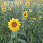 13882164_935717146554516_1344128819752984040_n