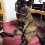 宣良美ちゃん２６．８．６