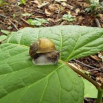 カタツムリ