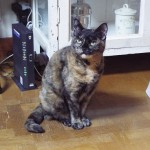 %e5%ae%a3%e8%89%af%e7%be%8e%e3%81%a1%e3%82%83%e3%82%931%e6%9c%881%e6%97%a5