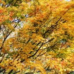 紅葉