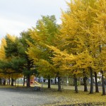 落葉紅葉