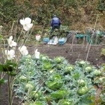 冬に備え畑じまい