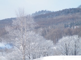 木々が寒そう 樹氷かなー 30%